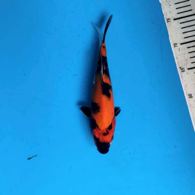 Utsuri 24cm