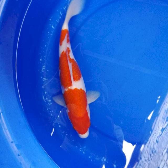 Kohaku 3 step