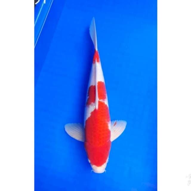 KOHAKU 38CM