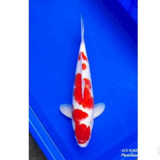 KOHAKU HQ 38CM