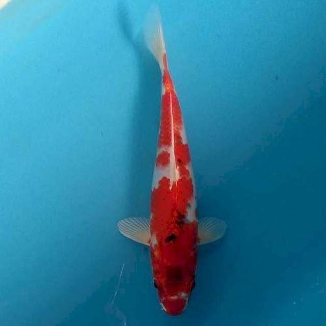 Heiseinisiki Rare koi 25cm