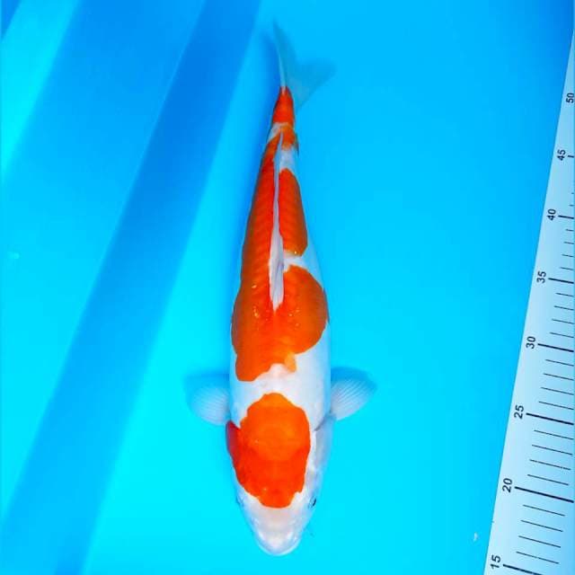 Doitsu kohaku Bulky