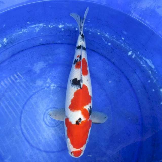 Sanke merah ±40bu