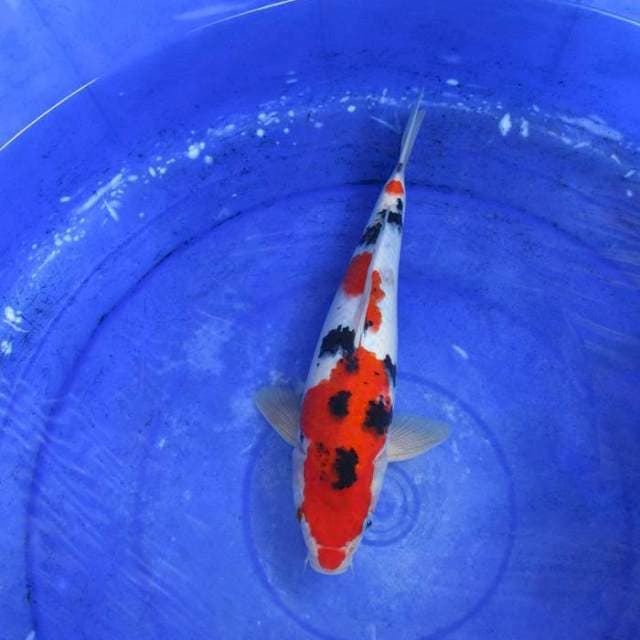 Sanke subosumi ±30cm