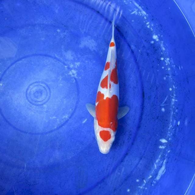 Kohaku doitsu murni ±28cm