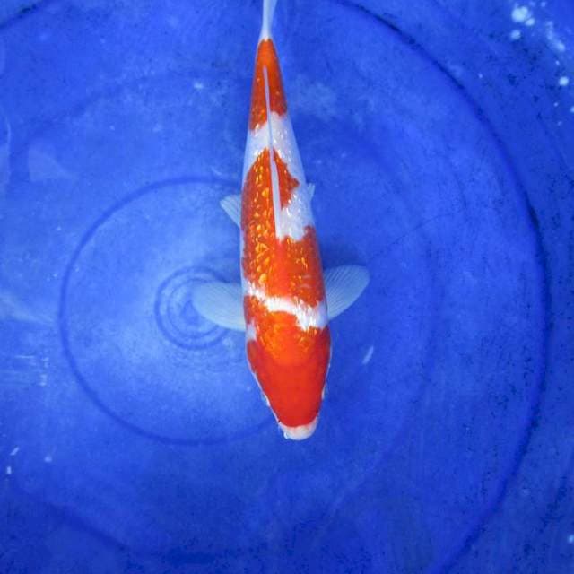 Kohaku ginrin full ±28cm