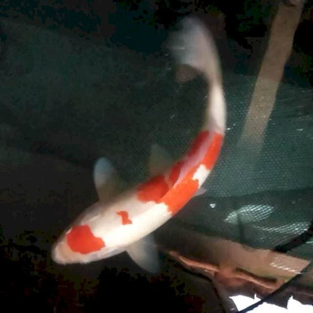 30cm. Maruten Kohaku