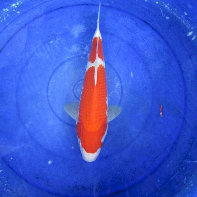 Nidan kohaku ±32cm