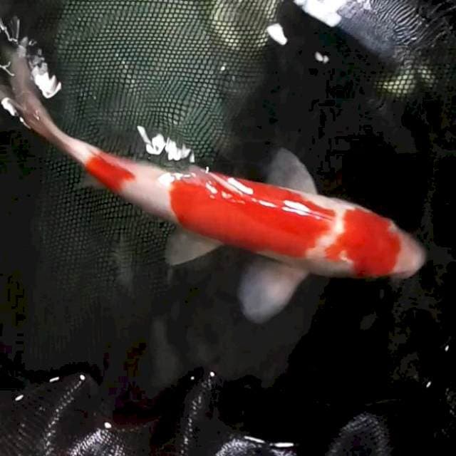 32cm. Kohaku 3 Step