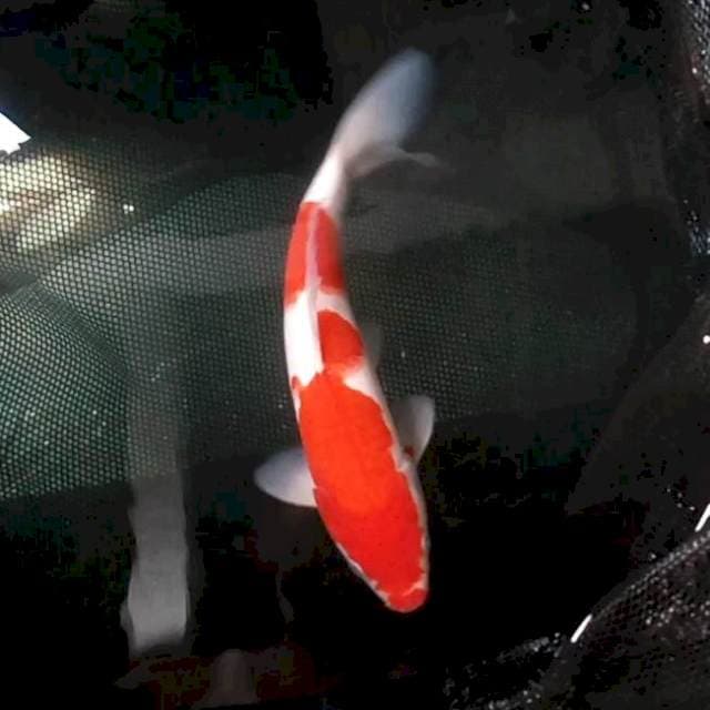 28cm. Kohaku