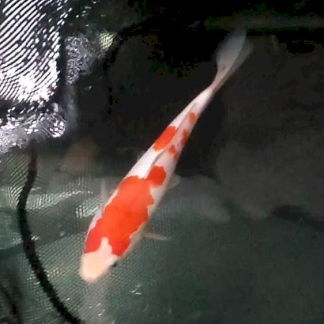 25cm. Kohaku