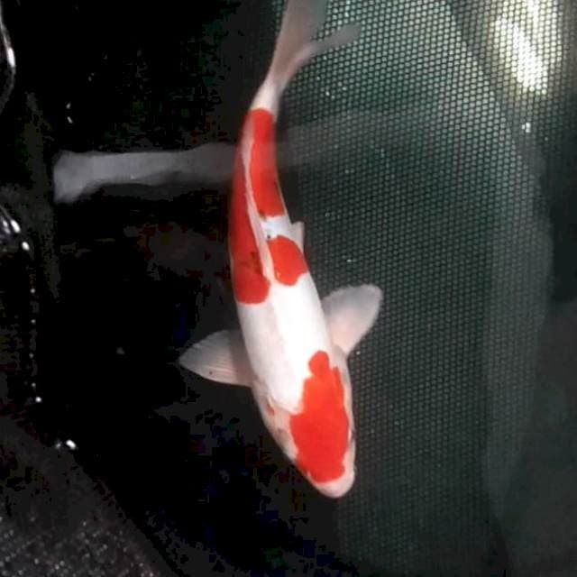 28cm. Doitsu Sanke