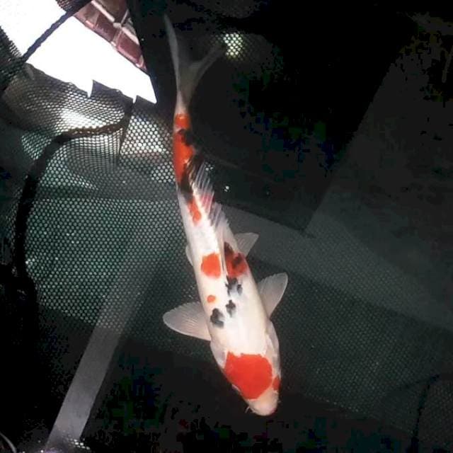 30cm. Maruten Sanke