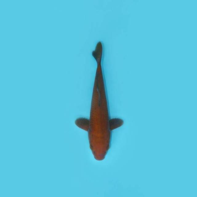 CHAGOI 27 CM MALE