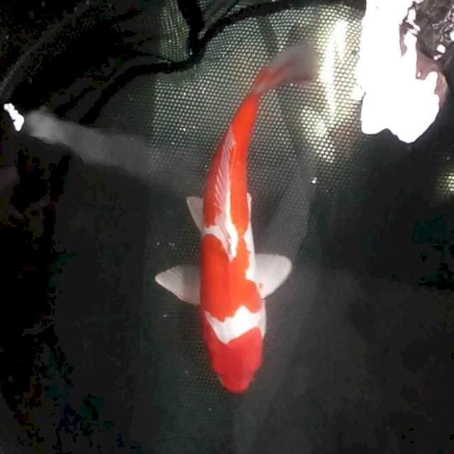 28cm. Doitsu Kohaku