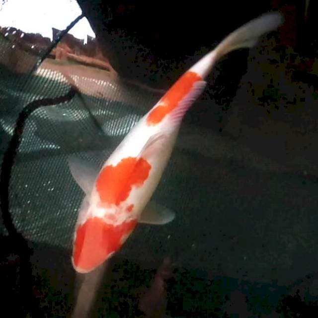 28cm. Kohaku