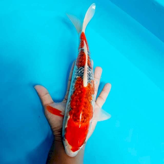Ghosiki strong 34 cm
