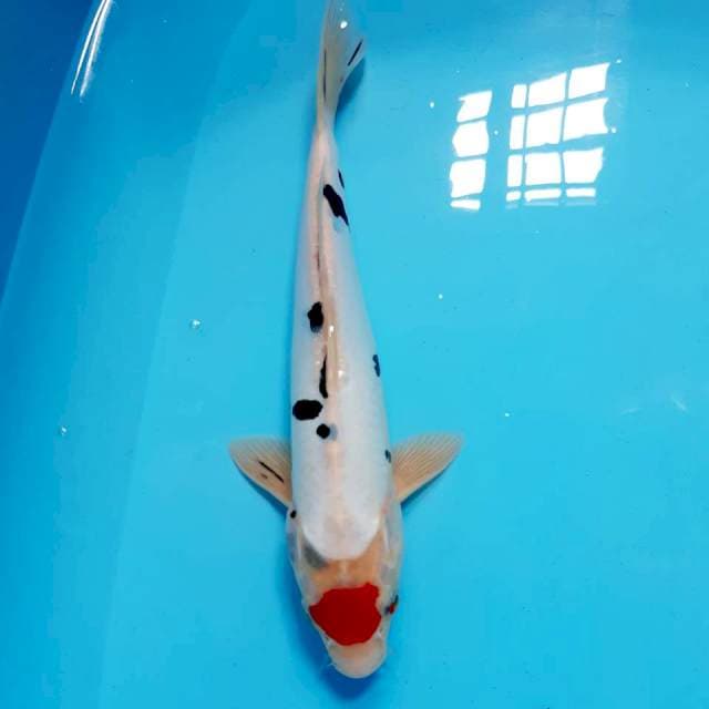 Tancho sanke doit male 29 cm