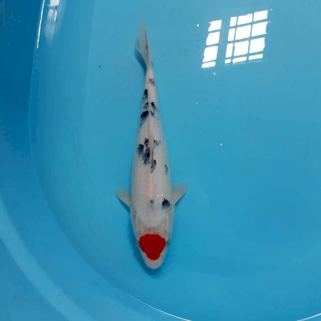 Tancho sanke 29 cm