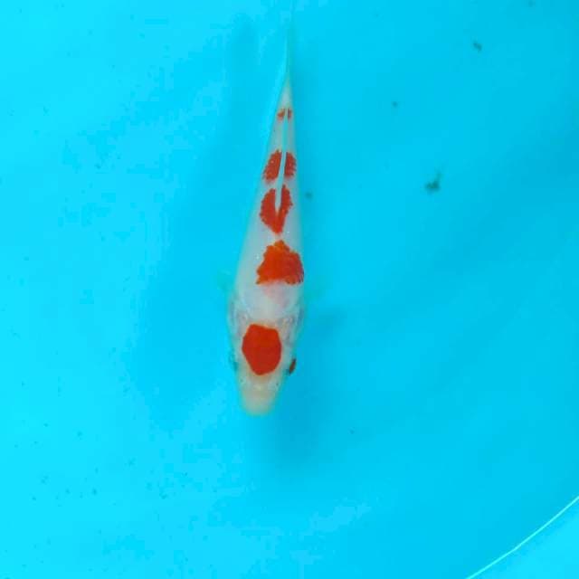 Kohaku, 16 cm
