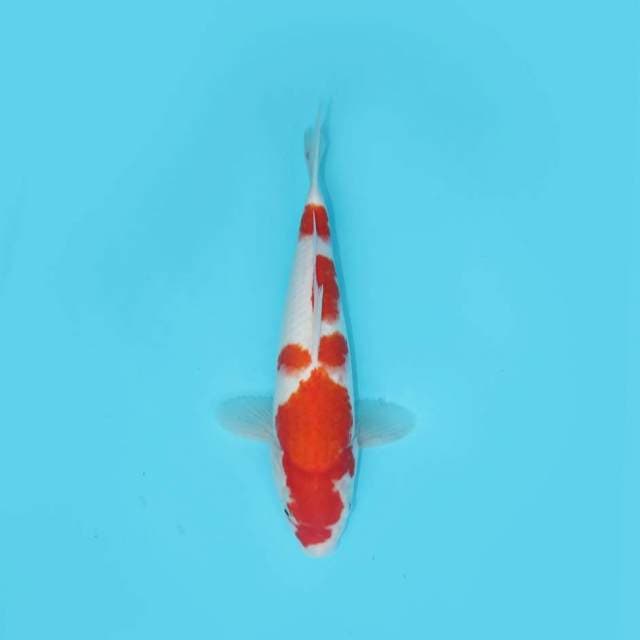 KOHAKU 30 CM FEMALE