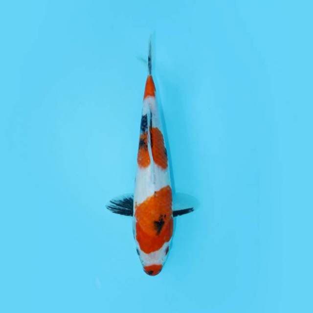 TATEGOI SHOWA 27 CM FEMALE
