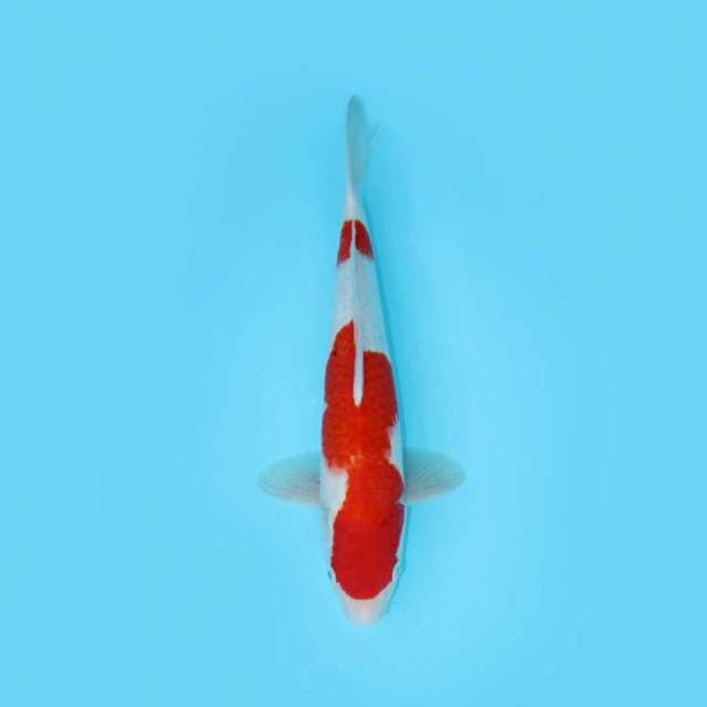 NIDAN KOHAKU 41 CM MALE