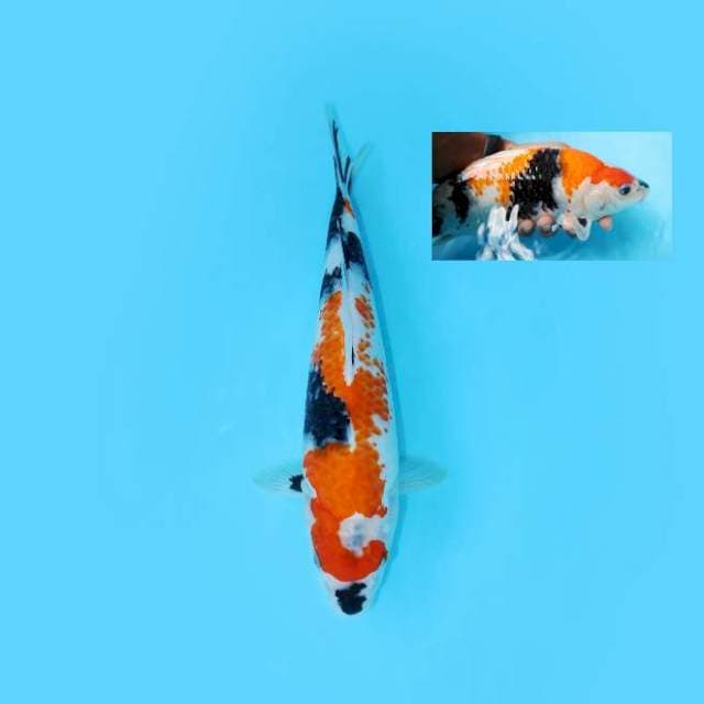 KANOKO SHOWA BERPUNUK 30 CM FEMALE
