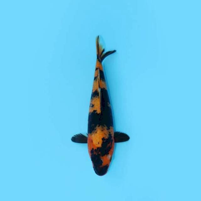 UTSURI 28 CM FEMALE