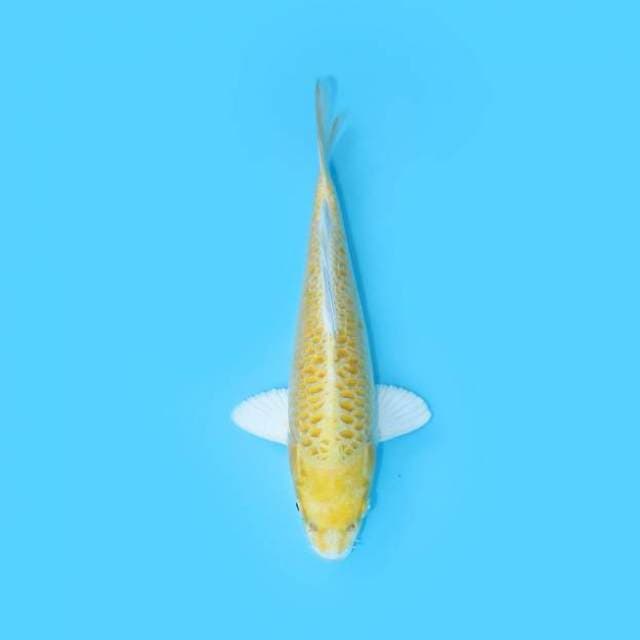 OGON 25 CM MALE