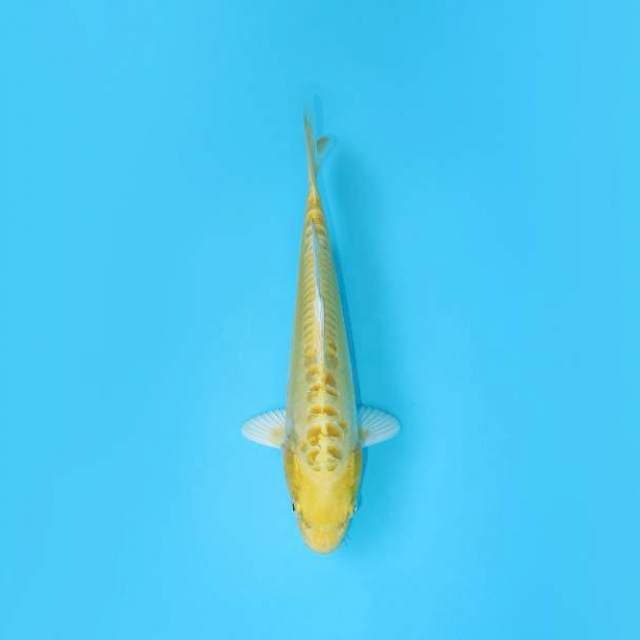 DOITSU OGON DRAGON SCALE
