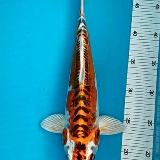 Nakamura - Doitsu kujaku tembaga 33cm