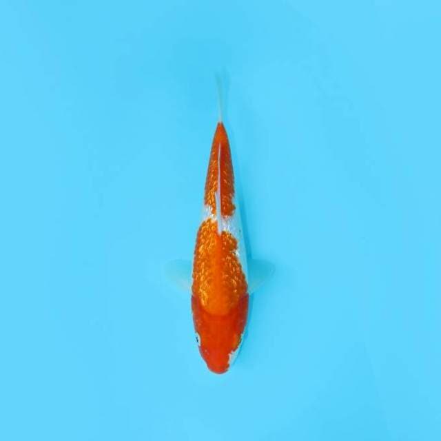 NIDAN KOHAKU GINRIN 27 CM FEMALE