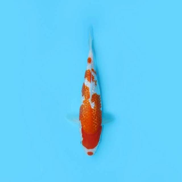 KOHAKU KUCHIBENI GINRIN 26 CM FEMALE