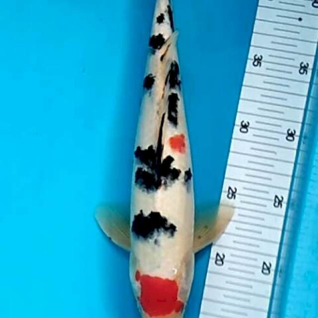 Keichi - Maruten sanke spot sumi bagus 32cm