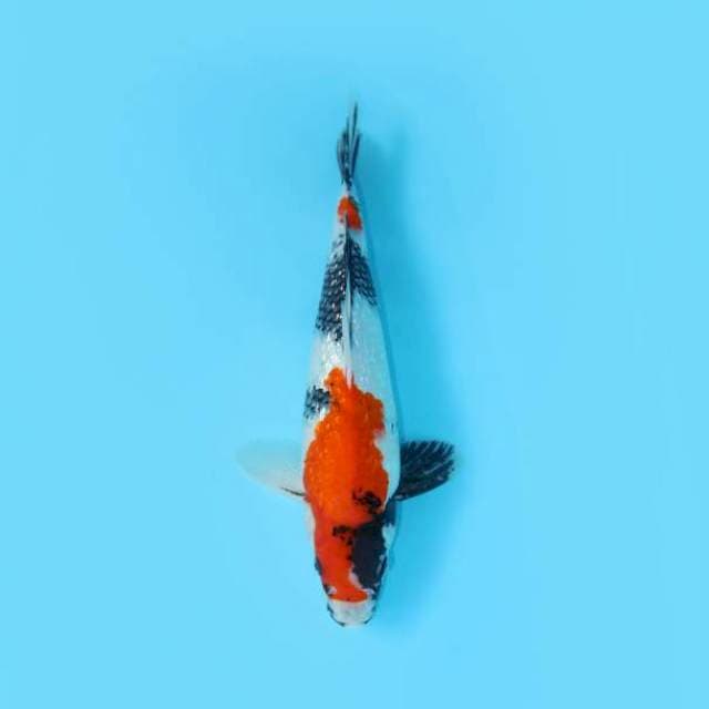SHOWA GINRIN 35 CM MALE