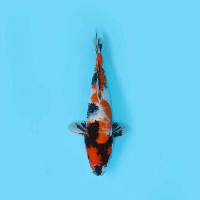 SHOWA 38 CM MALE