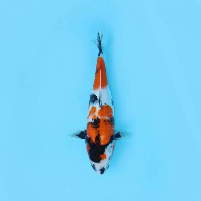 SHOWA 32 CM FEMALE