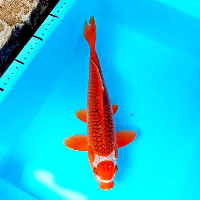 Tancho Aka matsuba