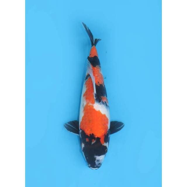 Showa Sanshoku - 30cm