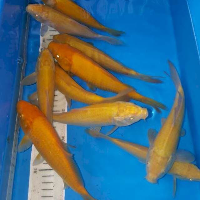 10 ekor karasi mata merah kena sinar