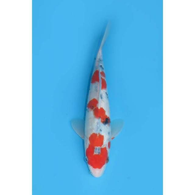 Sanke merah - 26cm