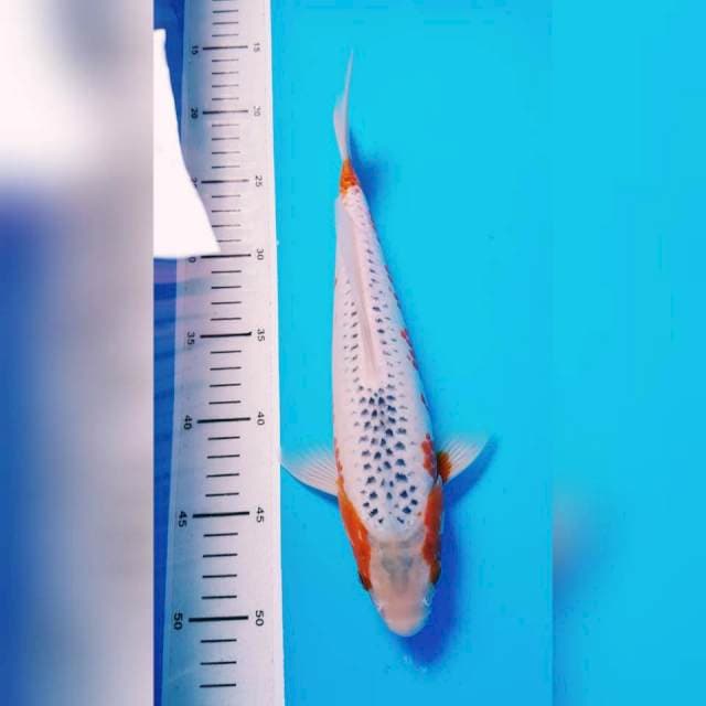 MIZO ASAGI SQ 31cm MALE