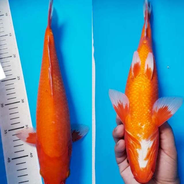BENIGOI STRONG TEMBUS 38cm MALE