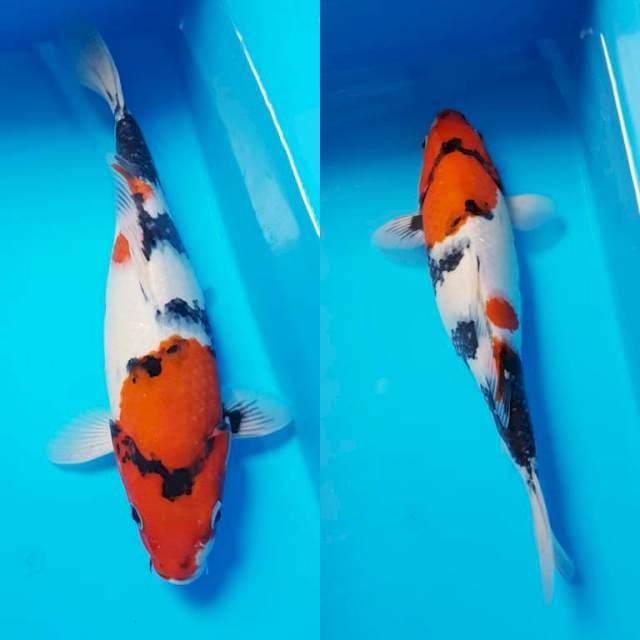 SHOWA 31cm FM