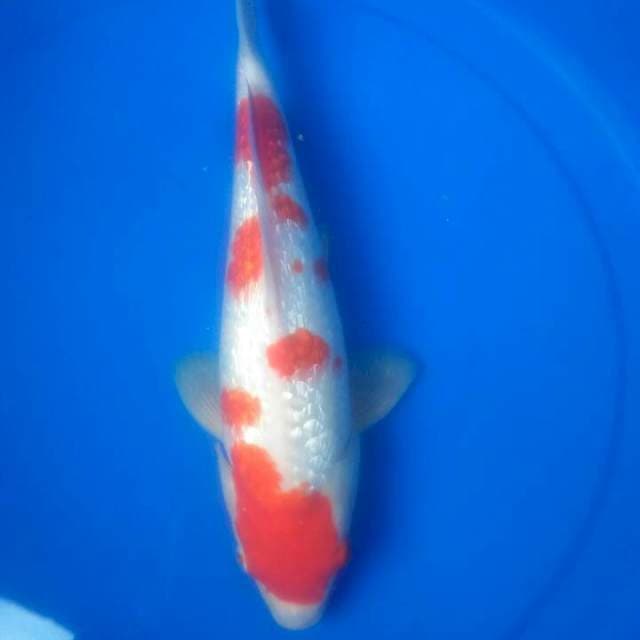 Sk kohaku ginrin