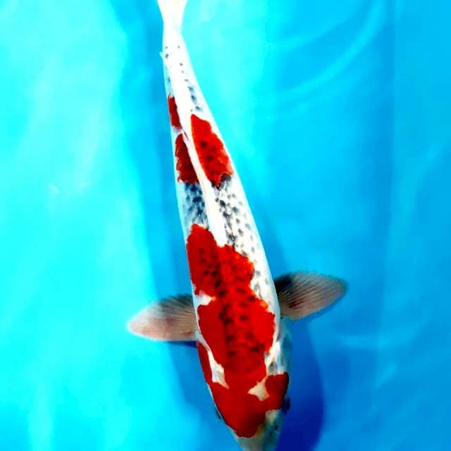 Ghosiki 40 cm