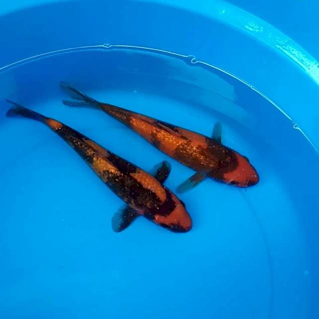 HI Utsuri 21 cm