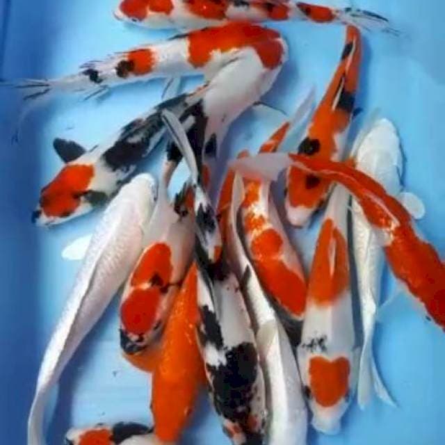 MIX SHOWA,PLATINUM GINRIN 24-26CM