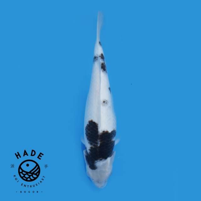Budho Goromo 32cm